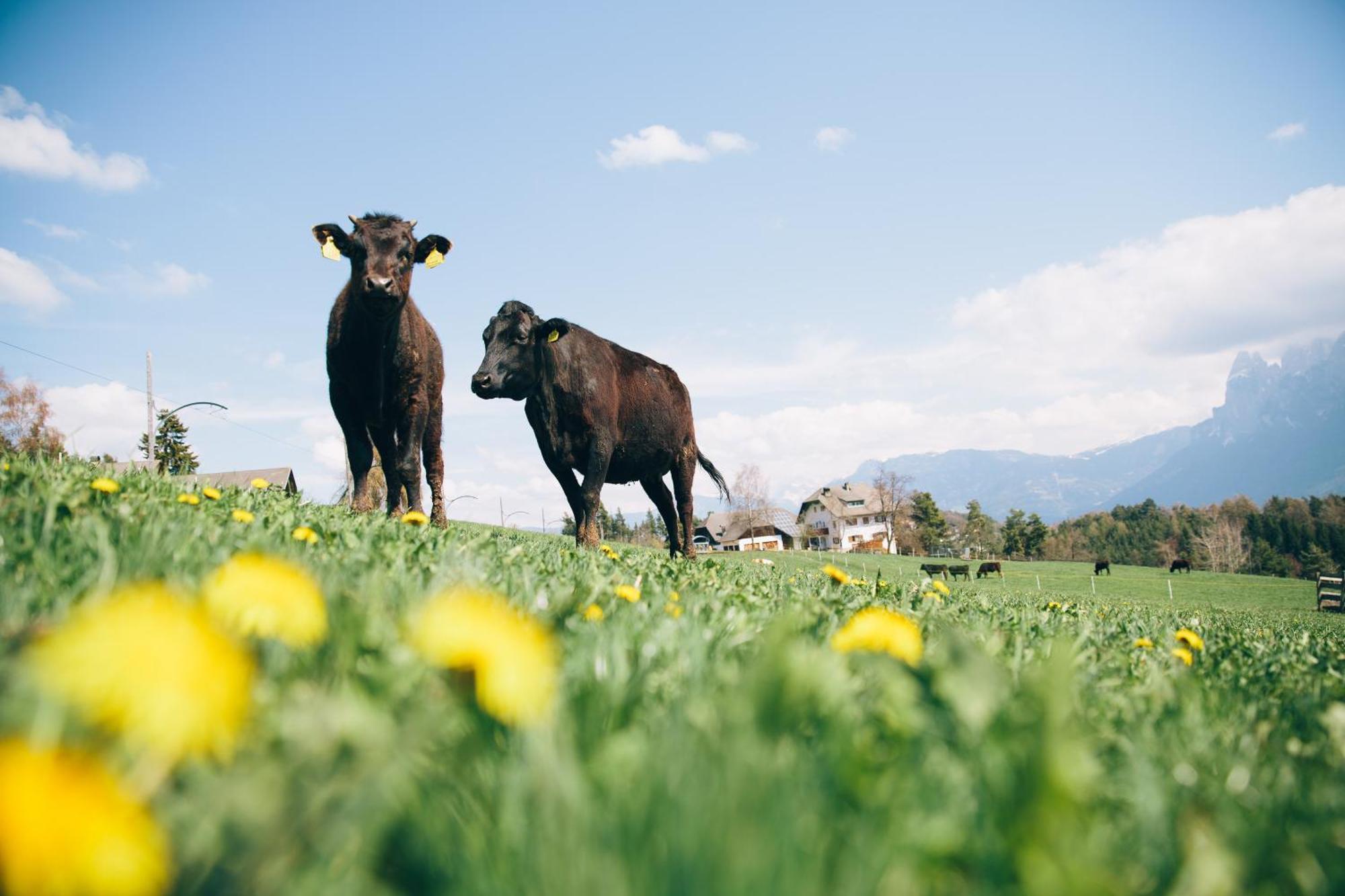 Alpin Farm Birke - Oberweidacherhof Collalbo Kültér fotó