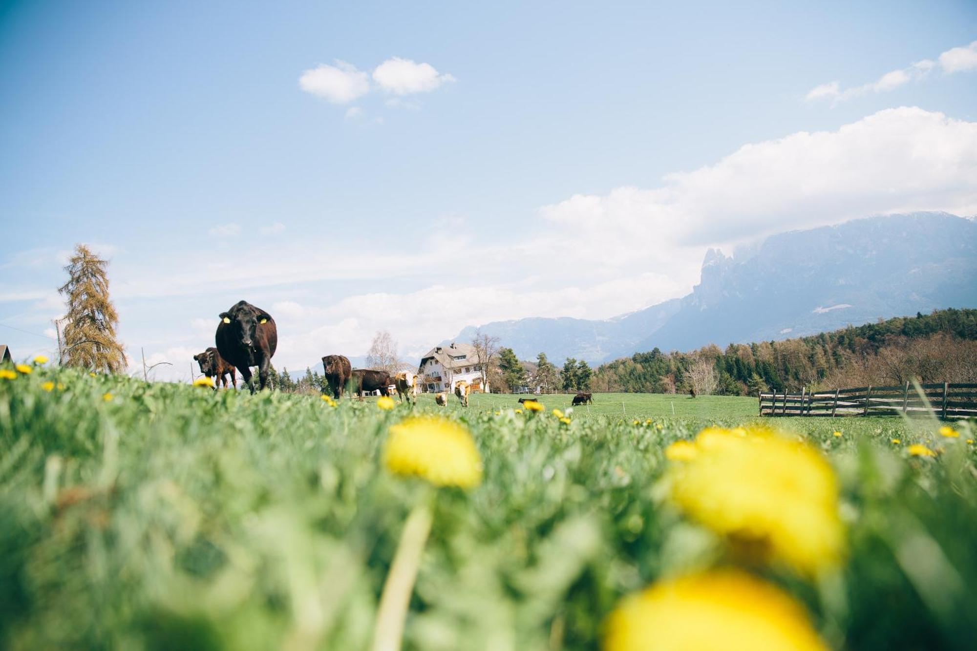 Alpin Farm Birke - Oberweidacherhof Collalbo Kültér fotó