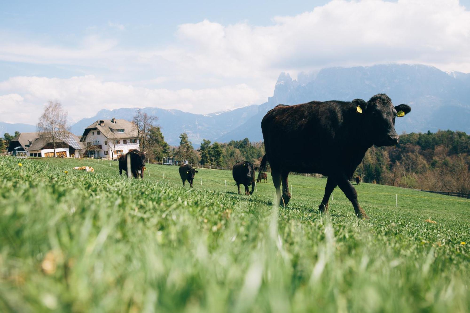 Alpin Farm Birke - Oberweidacherhof Collalbo Kültér fotó